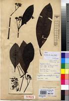 Syntype of Grumilea cabrae De Wild. [family RUBIACEAE]
