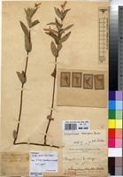 Lectotype of Impatiens katangensioides De Wild. [family BALSAMINACEAE]