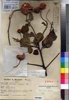 Type of Capparis lucens Hauman [family CAPPARACEAE]