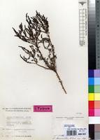 Isotype of Suaeda merxmuelleri Aellen [family CHENOPODIACEAE]