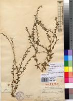 Holotype of Sphaeranthus flexuosus O.Hoffm. [family ASTERACEAE]