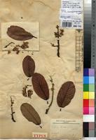 Syntype of Vatica katangensis De Wild. [family DIPTEROCARPACEAE]