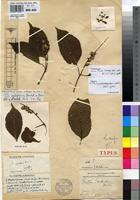 Holotype of Croton verdickii De Wild. [family EUPHORBIACEAE]