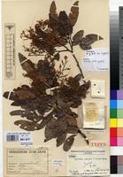 Holotype of Cynometra palustris J.Leonard [family FABACEAE]