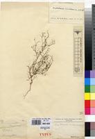 Type of Crotalaria minutissima Baker f. [family FABACEAE]