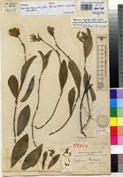 Holotype of Tephrosia butayei De Wild. & T.Durand [family FABACEAE]