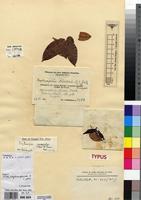 Type of Erythroxylum schliebenii O.E.Schulz [family ERYTHROXYLACEAE]
