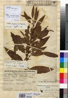 Isosyntype of Clutia glabrescens Knauf [family EUPHORBIACEAE]