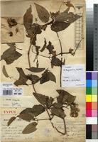 Holotype of Clematis simensis Fresen. var. ruwenzoriensis De Wild. [family RANUNCULACEAE]