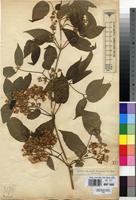 Type of Clematis simensis Fresen. var. ruwenzoriensis De Wild. [family RANUNCULACEAE]