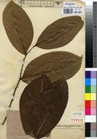 Type of Fagara gilletii De Wild. var. cordata G.C.C.Gilbert [family RUTACEAE]
