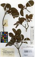 Isotype of Breonia capuronii Razafim. [family RUBIACEAE]