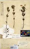 Filed as Impatiens assurgens Baker f. [family BALSAMINACEAE]