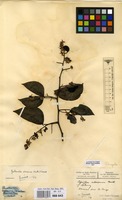 Filed as Guibourtia coleosperma (Benth.) J.Leonard [family LEGUMINOSAE-CAESALPINIACEAE]