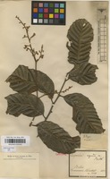 Syntype of Cupania rigida Radlk. [family SAPINDACEAE]