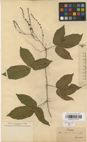 Type of Serjania tenuis Radlk. [family SAPINDACEAE]