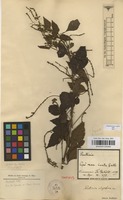 Syntype of Paullinia uloptera Radlk. [family SAPINDACEAE]