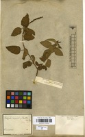 Filed as Acalypha communis Mull.Arg. [family EUPHORBIACEAE]