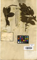Filed as Acalypha claussenii (Turcz.) Mull.Arg. [family EUPHORBIACEAE]