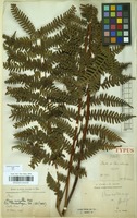 Type of Pteris mollis Christ [family PTERIDACEAE]