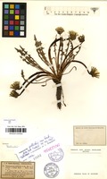 Holotype of Taraxacum pollichii Soest [family COMPOSITAE]
