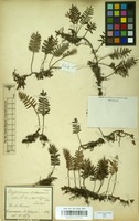 Filed as Pleopeltis polypodioides (L.) E.G.Andrews & Windham [family POLYPODIACEAE]