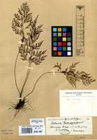 Type of Asplenium daubenbergeri Rosenst. [family ASPLENIACEAE]