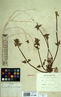 Isoneotype of Lamium bifidum Cirillo [family LABIATAE]
