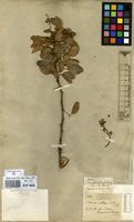 Type of Acacia obliquifolia M.Martens & Galeotti [family LEGUMINOSAE-MIMOSACEAE]
