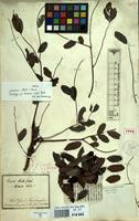 Holotype of Mimosa elata Roxb. [family LEGUMINOSAE-MIMOSACEAE]