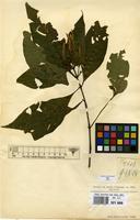 Syntype of Brachystephanus bequaertii De Wild. [family ACANTHACEAE]
