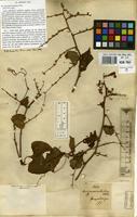 Type of Antigonon cordatum M.Martens & Galeotti [family POLYGONACEAE]