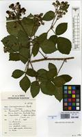 Isotype of Rubus campaniensis Winkel ex A.Beek [family ROSACEAE]