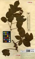 Type of Rubus hypomalacus Focke [family ROSACEAE]