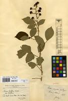 Isotype of Rubus crispulus Gand. [family ROSACEAE]