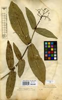 Isosyntype of Faramea trinervia K.Schum. & Donn.Sm. [family RUBIACEAE]