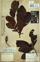 Type of Wallacea insignis Spruce ex Benth. & Hook.f. [family OCHNACEAE]