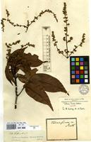 Isotype of Talisia firma Radlk. [family SAPINDACEAE]