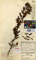 Isotype of Guioa crenulata Radlk. [family SAPINDACEAE]
