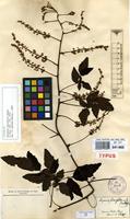 Syntype of Serjania fuscifolia Radlk. [family SAPINDACEAE]