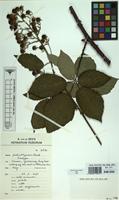 Isotype of Rubus poliothyrsus A.Beek [family ROSACEAE]