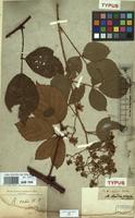 Type of Rubus rudis Weihe & Nees ex Bluff & Fingerh. [family ROSACEAE]