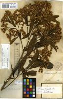 Type of Vernonia polyanthes Less. [family COMPOSITAE]