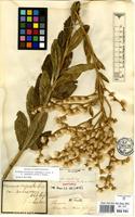 Syntype of Vernonia cognata Less. var. cinerascens Baker [family COMPOSITAE]