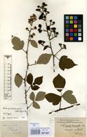 Lectotype of Rubus pseudodiscerptus Schmidely ex Sudre [family ROSACEAE]