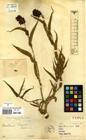 Type of Aneilema florentii De Wild. [family COMMELINACEAE]
