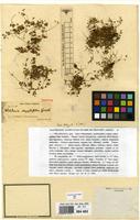 Isotype of Woehleria serpyllifolia Griseb. [family AMARANTHACEAE]