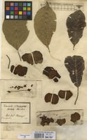 Filed as Terminalia bialata (Roxb.) Steud. [family COMBRETACEAE]