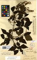 Syntype of Serjania fuscifolia Radlk. [family SAPINDACEAE]