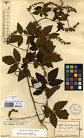 Syntype of Serjania fuscifolia Radlk. [family SAPINDACEAE]